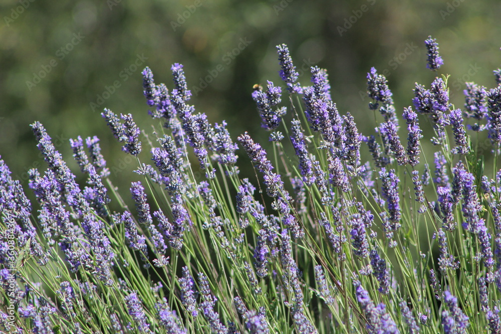 Naklejka premium Lavender field in Italy on sunlight,Blooming Violet fragrant lavender flowers.Violet petals, close up.Spring blooming season,Gardening.