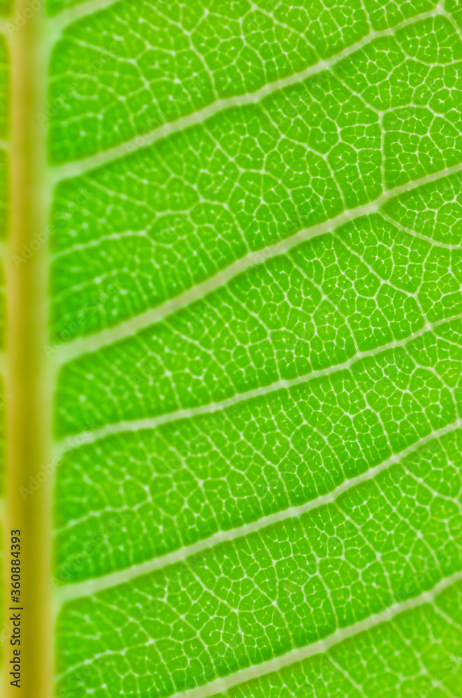 closeup texture green leaves nature abstract macro pattern leaf background. closeup texture green leaves nature abstract macro pattern leaf background.
