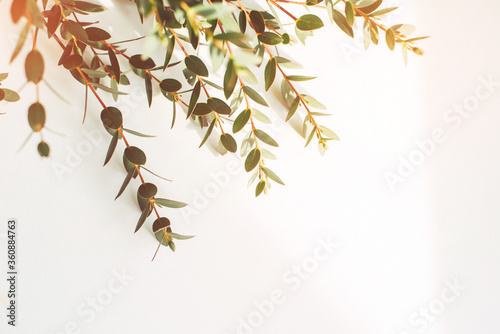 Eucalyptus twigs in the sun on a white background, free space