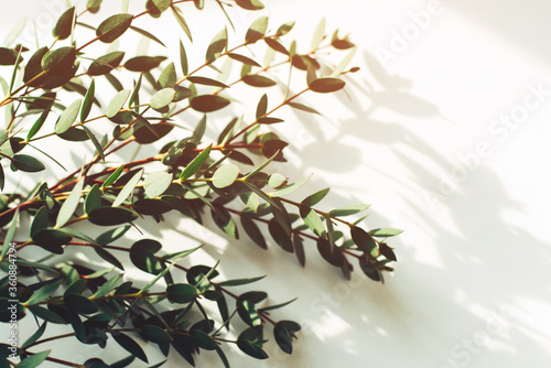 Eucalyptus sprigs on a white background, free space