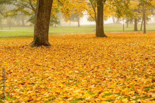 Autumn / Gold Trees in a park. Autumn landscape.