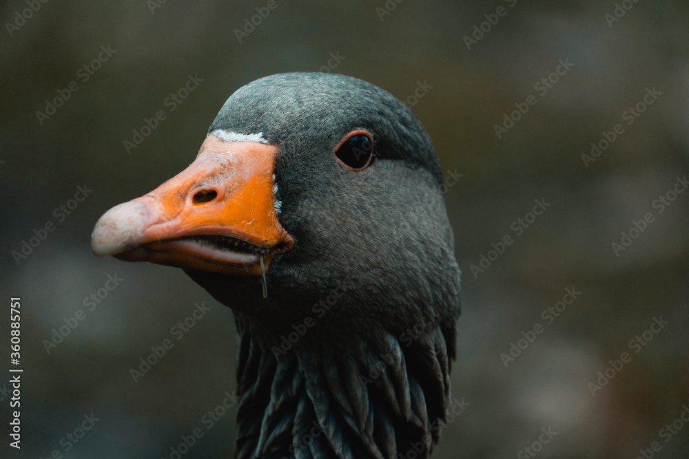 Naklejka premium Graugans Portrait