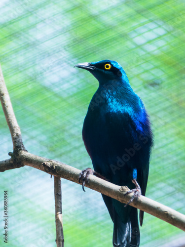 An African tropical bird greater blue-eared glossy-starling photo