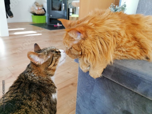 Two cats loving each other, 2 cats kissing each other, 2 küssende Katzen - Katzenliebe