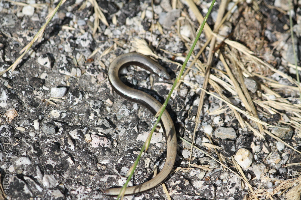 Slow worm (scientific name: Anguis fragilis) Slow worm (scientific name: Anguis fragilis)