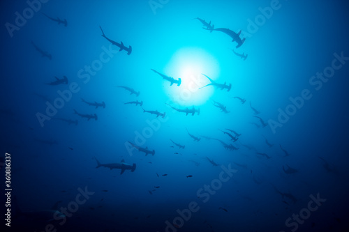 silhouette of a hammer head shark