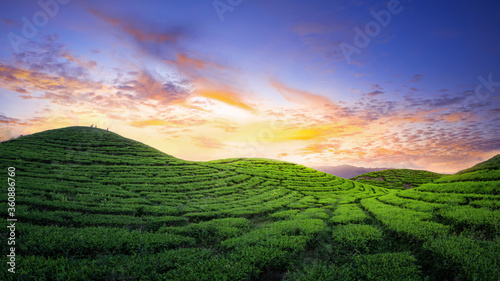 Sunset In Tea Field
