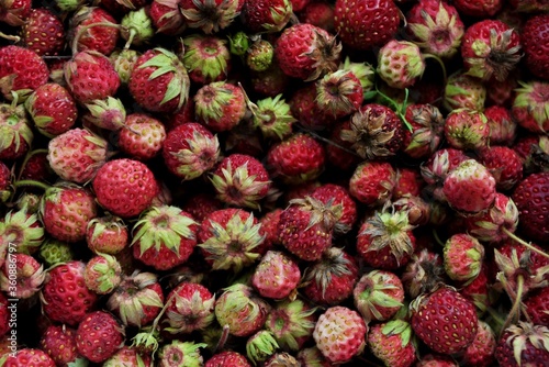 background of the field of strawberries