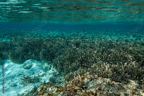 coral reef and sea