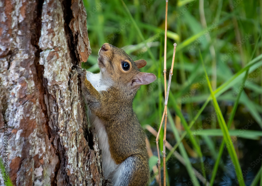 Grey Ground Squirrel on tree in Acworth Georgia. Grey Ground Squirrel on tree in Acworth Georgia.