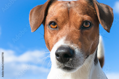 Portrait of a Jack Russell Terrier close-up. Smart eyes and devoted gaze of hunting Terrier Jack Russell, extremely close-up. Dog's eyes, large. © VITALII