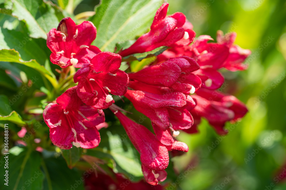 Weigela, Weigela florida Weigela, Weigela florida