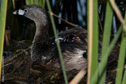 Young Pied-billed Grebe all tucked in