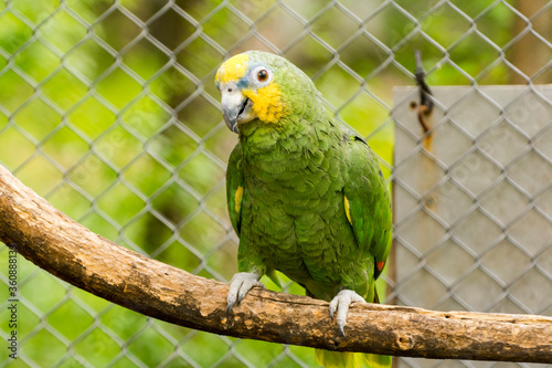 Orange-winged amazon is sitting on a branch photo