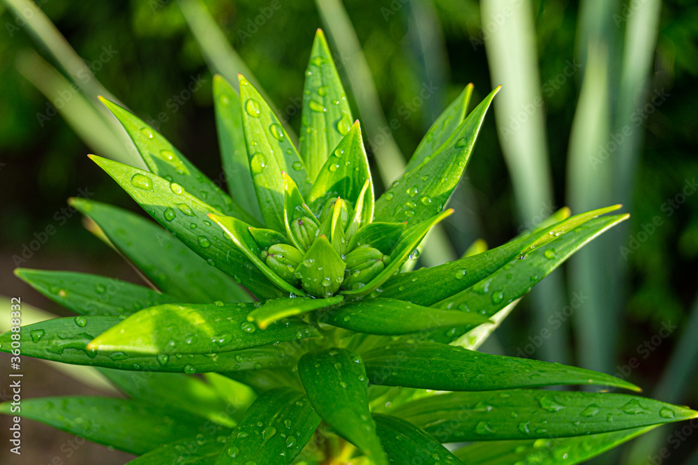 Obraz premium plant, leaf, green, nature, leaves, dew, water, grass, flower, drops, garden, isolated, macro, fresh, wet, botany, herb, drop, botanical, rain, natural, summer, foliage, color, colorful, beauty, beaut