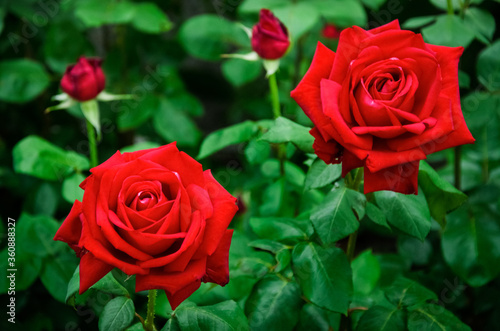 red roses on green background