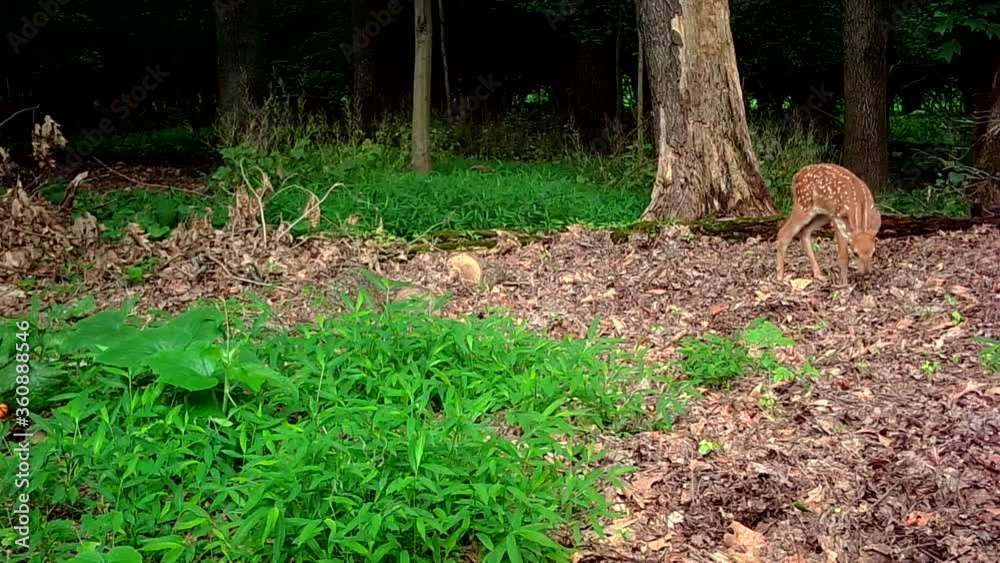 beautiful spotted fawn grazing in forest beautiful spotted fawn grazing in forest