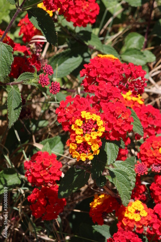 Common lantana or Lantana camara native to the American tropics Other common names also known as West indian lantana,umbelanterna ,tickberry.Italy.