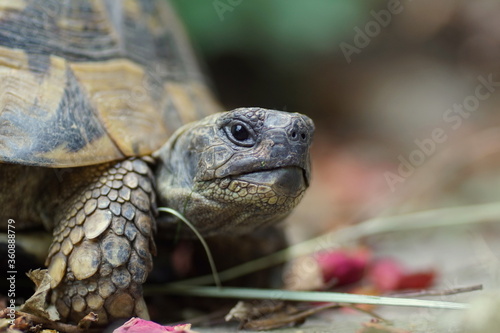 portrait of a twenty year old greek tortoise