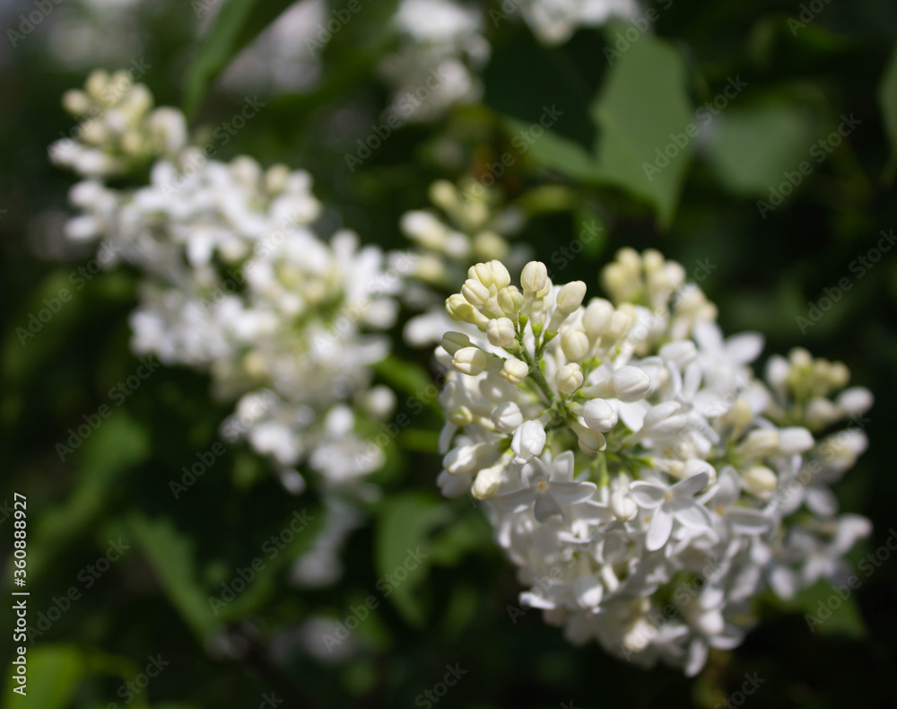 Beautiful branch of lilac flowers with with blurred textured green leaves background in spring Beautiful branch of lilac flowers with with blurred textured green leaves background in spring