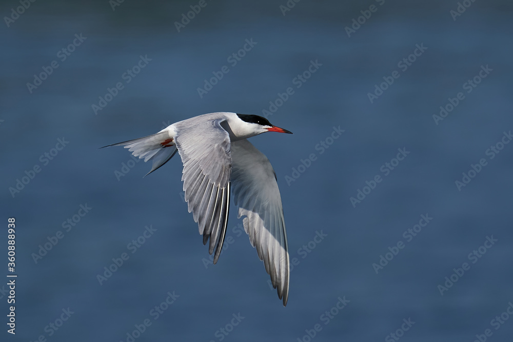 Common tern (Sterna hirundo) in its natural enviroment Common tern (Sterna hirundo) in its natural enviroment