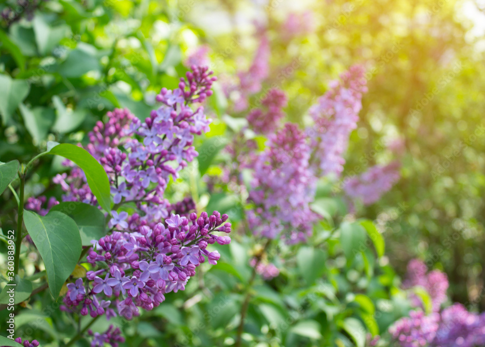 Beautiful branch of lilac flowers with with blurred textured green leaves background in spring Beautiful branch of lilac flowers with with blurred textured green leaves background in spring