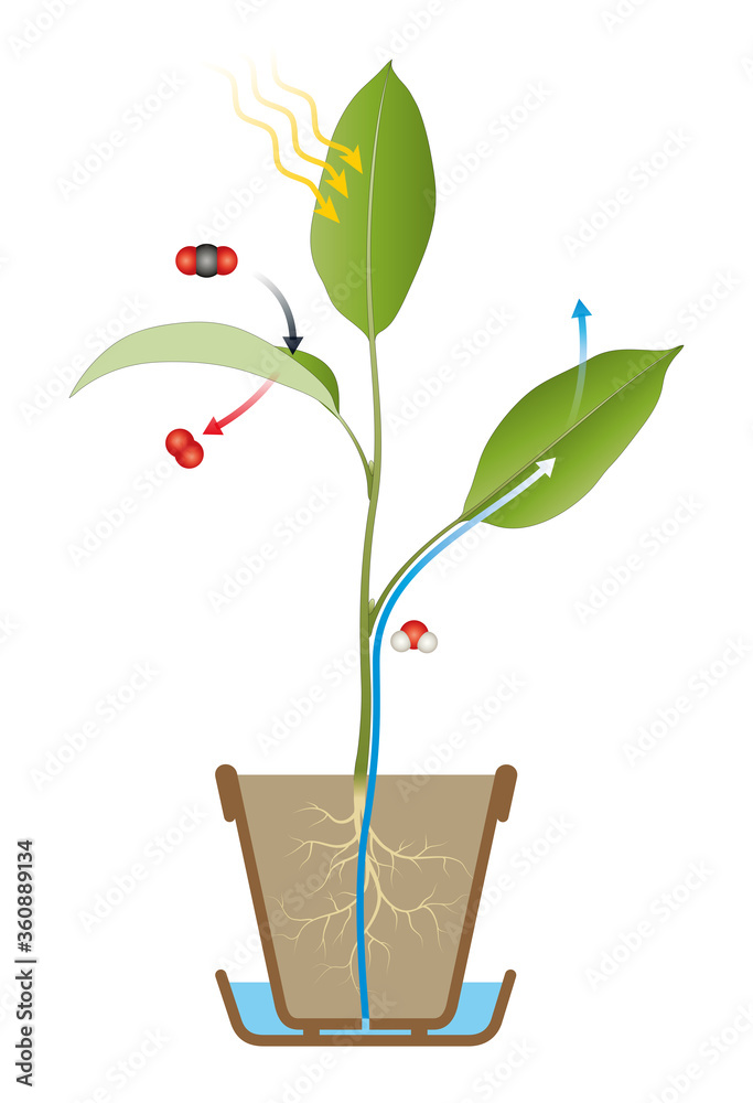 Photosynthesis Process Diagram