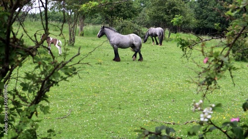 Big Grey Mother Horse With Her Infant New Born Horse Close By 