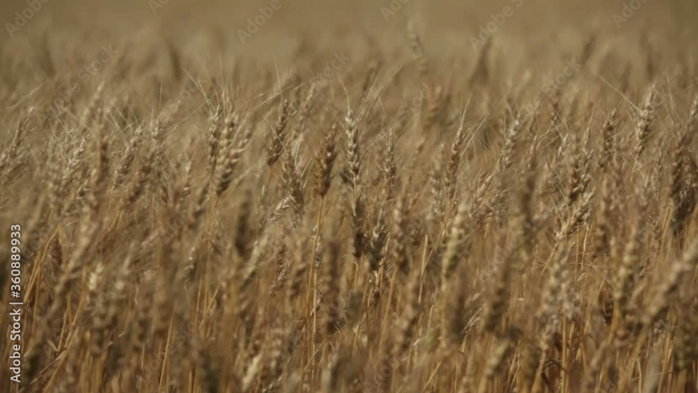 Wheat field ready for harvest, Alberta Canada Wheat field ready for harvest, Alberta Canada
