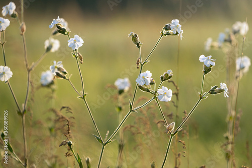 White flower of white campion . Silene latifolia or bladder campion. Flowering meadow.