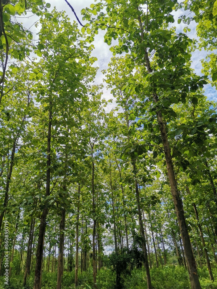 trees in the forest trees in the forest