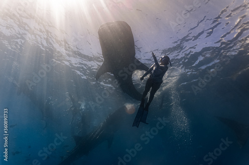 Young woman in a sexy swimwear swims with whalesharks. Whaleshark watching is a famous tourist attraction in Oslob, Cebu, Philippines. photo