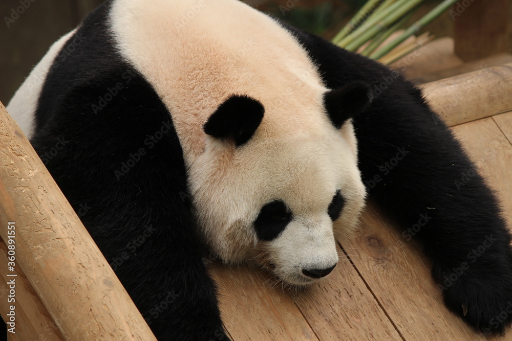 Fototapeta premium giant panda bear sleeping