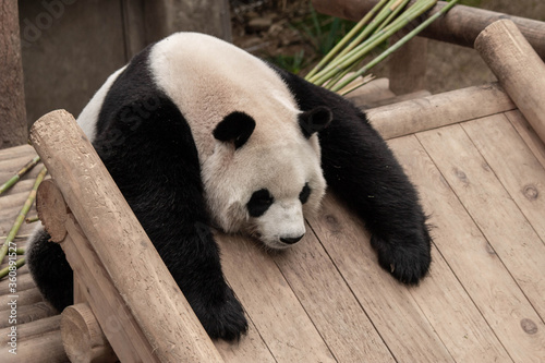 giant panda bear sleeping photo