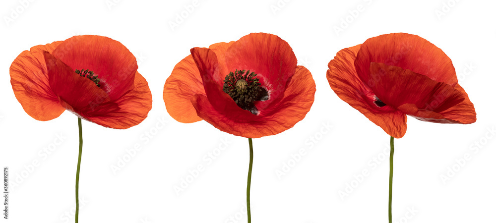 Obraz premium Wild red poppies in a row. Isolated on white background. Front view. Full depth of field. With clipping path.