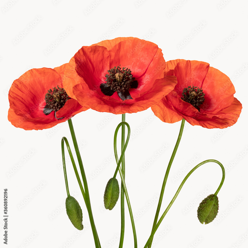 Naklejka premium Wild red poppies. Isolated on white background. Front view. Full depth of field. With clipping path.