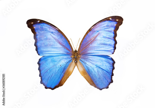 Beautiful butterfly specimen on white background
