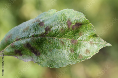 Canvas Print Apple scab caused by Venturia inaequalis on green apple leaf