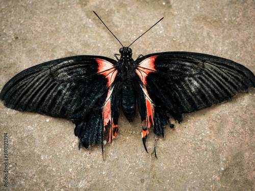 butterfly