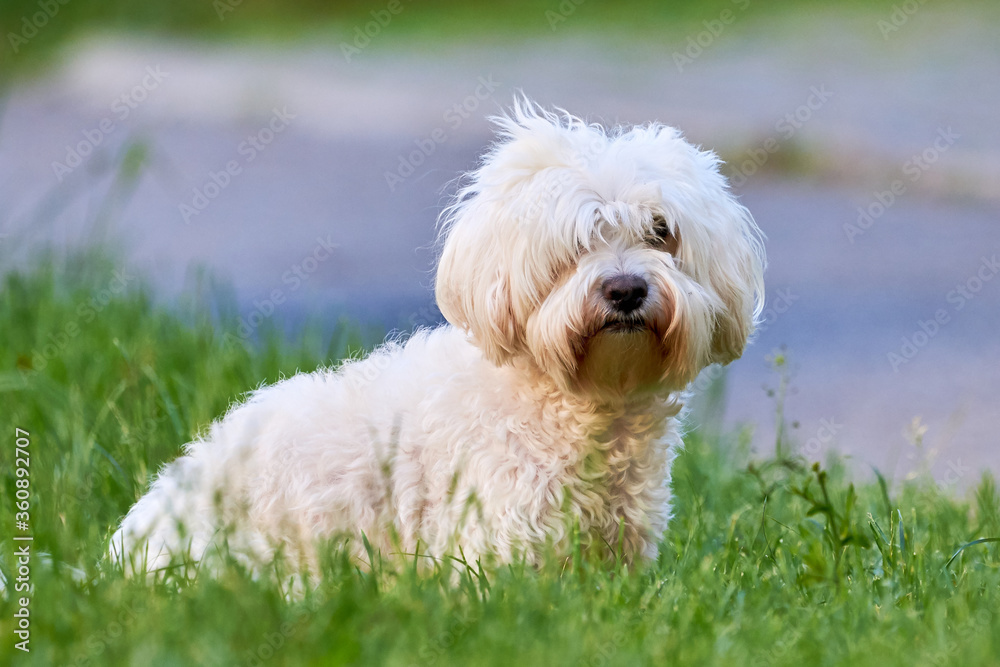 Bichon frise, beautiful white dog in the grass Bichon frise, beautiful white dog in the grass