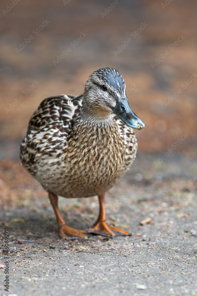 Female Mallard wild duck (Stockente, Anas platyrhynchos) Female Mallard wild duck (Stockente, Anas platyrhynchos)