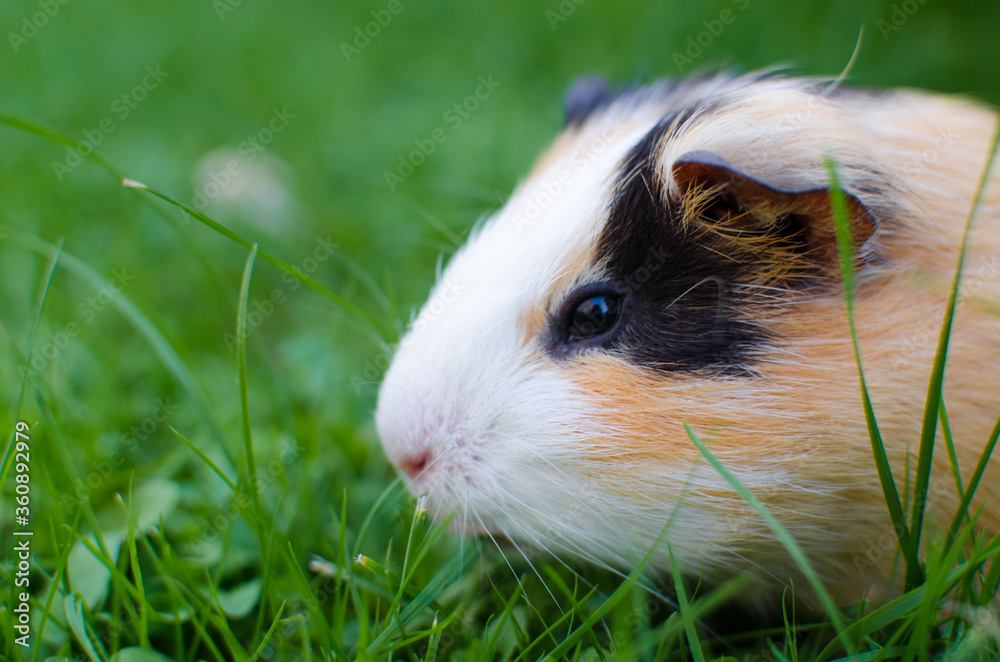 Grazing guinea pig on grass on a beautiful sunny spring day