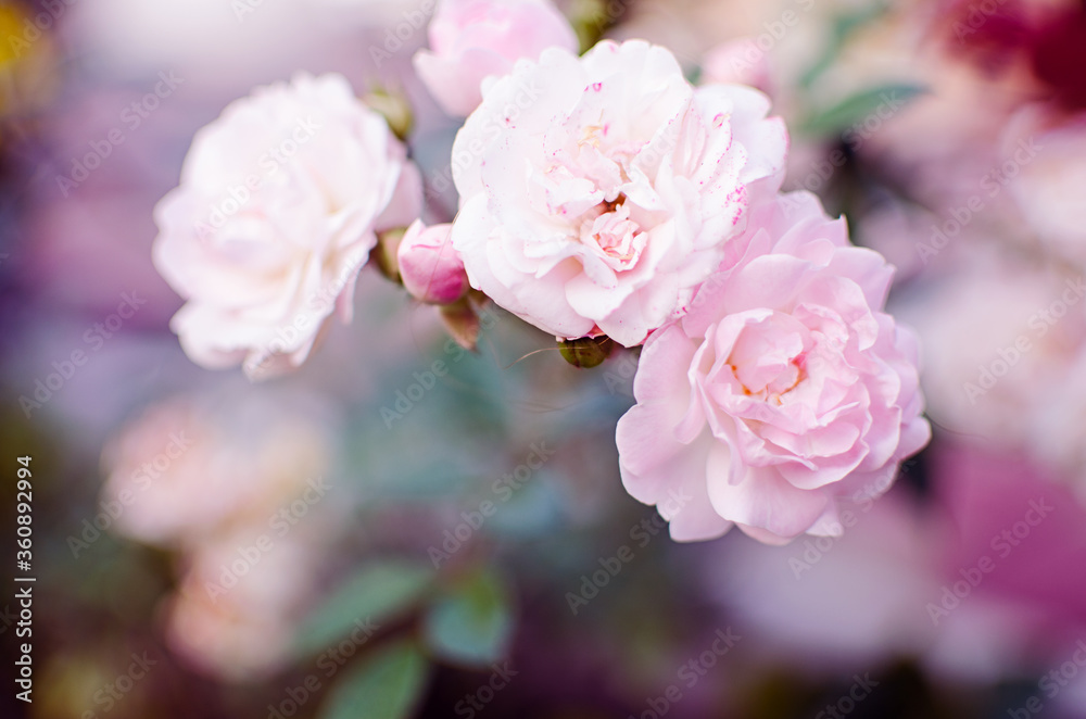 Beautiful fresh roses grow outdoors in the summer Beautiful fresh roses grow outdoors in the summer