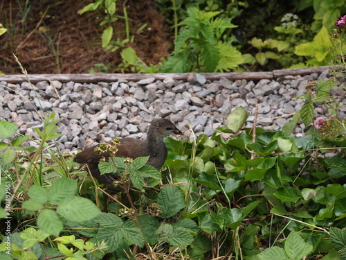 bird in wetland