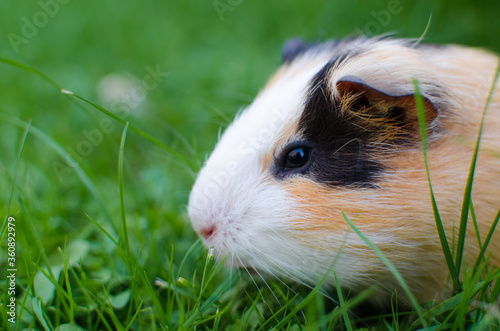 Grazing guinea pig on grass on a beautiful sunny spring day © galyna0404