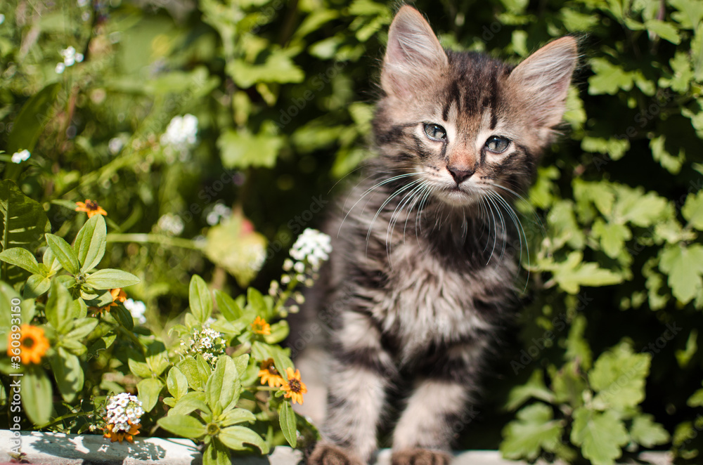Funny little cat walking outdoors Funny little cat walking outdoors