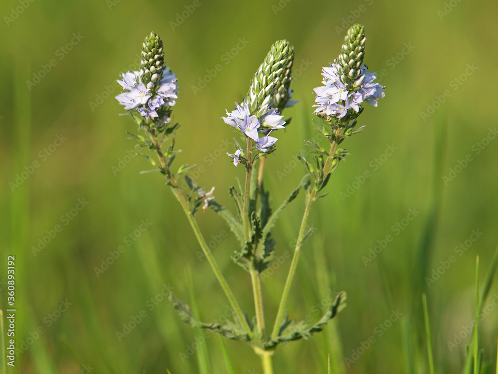 Prostrate speedwell, Veronica prostrata Prostrate speedwell, Veronica prostrata