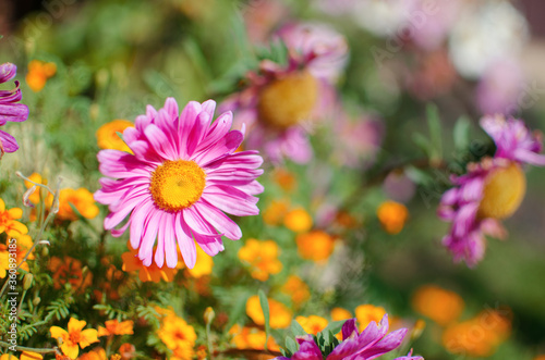 Beautiful fresh daisies bloom outdoors in the field