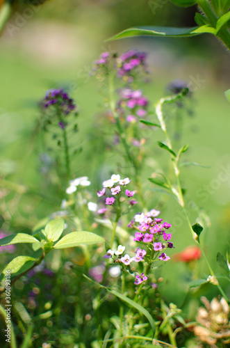 Fresh wildflowers bloom on the field on a beautiful sunny summer day