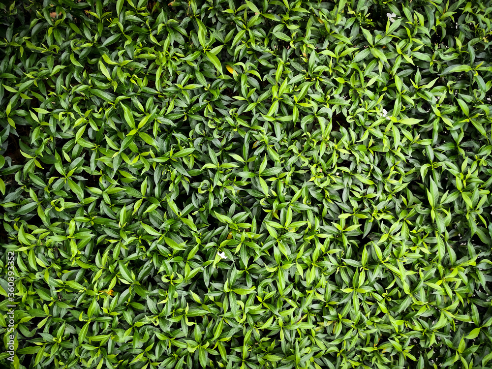 Green leaves texture top view background. Full frame of tropical dark green leaf tone. Green leaves texture top view background. Full frame of tropical dark green leaf tone.